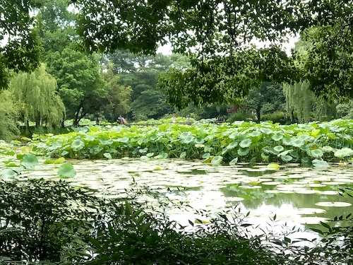 七月九日 电子竞技博彩
 走西湖-关注西湖十景垃圾分类问题小分队 曲院风荷实景