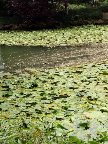 七月九日 电子竞技博彩
 走西湖-关注西湖十景垃圾分类问题小分队 水质污染