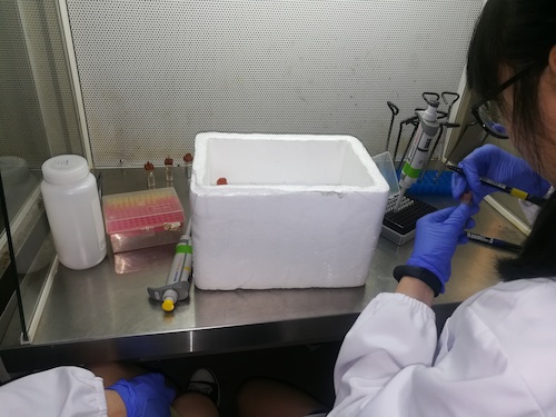 七月二日 电子竞技博彩
 “走进转基因”社会实践小分队 正在做实验的本科生